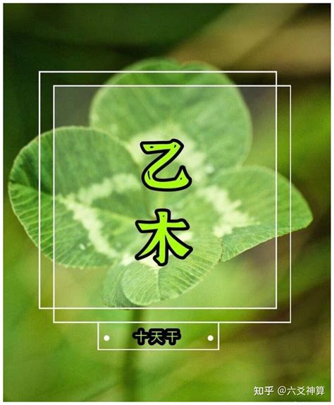 乙木八字|八字命理十天干详解之乙木